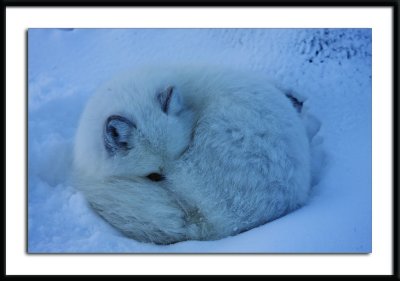 Arctic Fox Sleeping