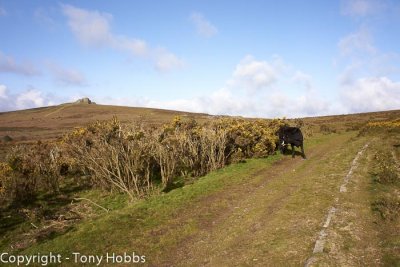 Templer Way with the Dartmoor Search and Rescue (Ashburton) team 22.4.12