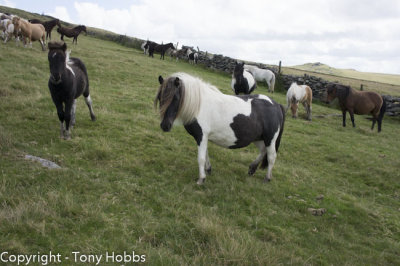 Ponies near Lydford Tor