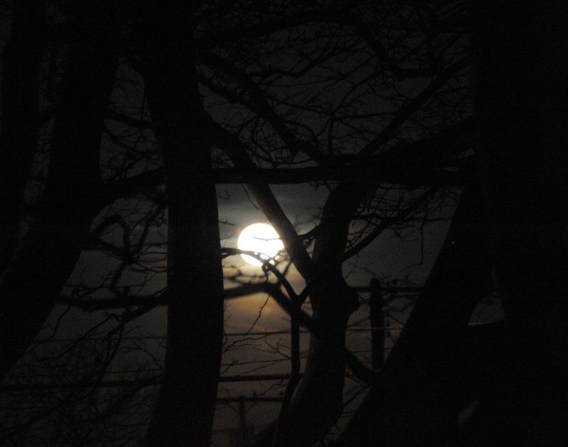 super moon redux with wires and trees 283.jpg