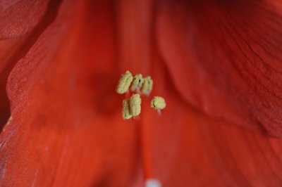 amaryllis pollen 178.jpg