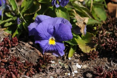 winter pansy after the snow melted 177.jpg