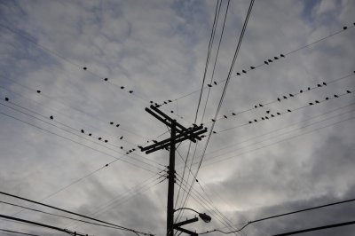 lines and birds 216.jpg