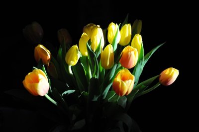 tulips 302.jpg