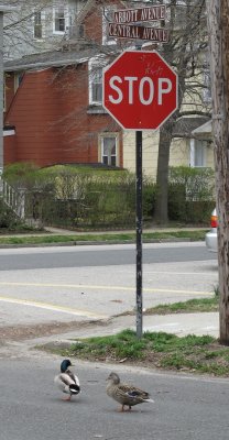 obey the stop sign dear 349.jpg