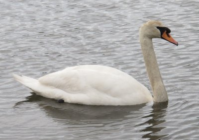 swans have stopped for a visit 376.jpg