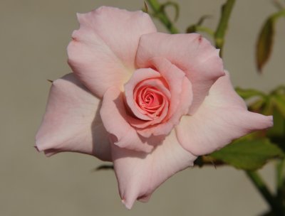 pink rose 612.jpg