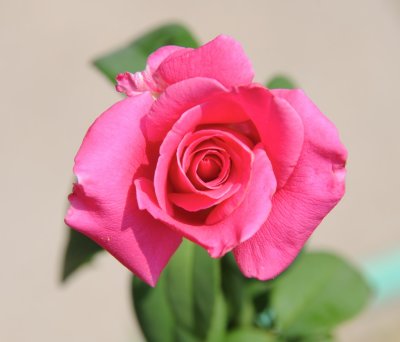 deep pink rose 613.jpg