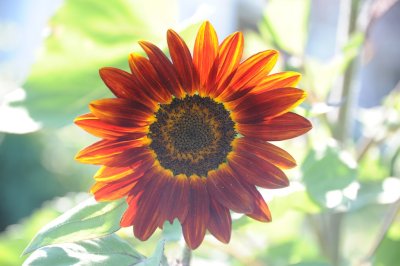 sun flower 620.jpg