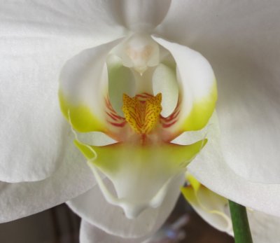orchid center 762.jpg