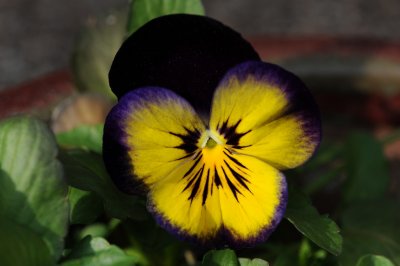 pansy 900.jpg