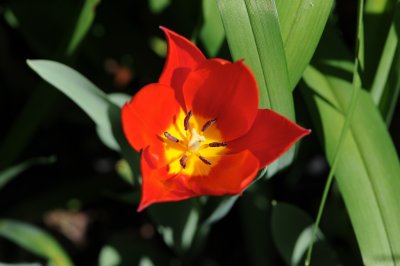 red tulip 897.jpg