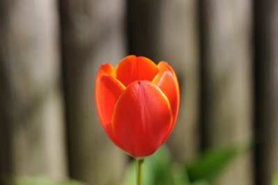red with yellow edge tulip 898.jpg