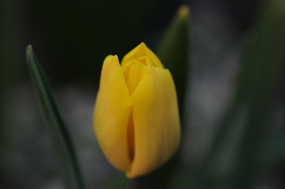 yellow tulip 896.jpg