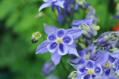 blue columbine