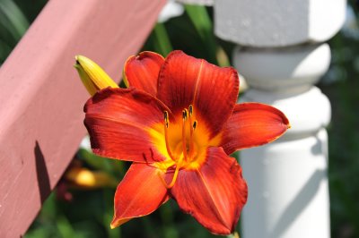 day lily