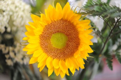 sun flower, a taste of summer