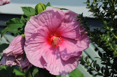 hibiscus.jpg