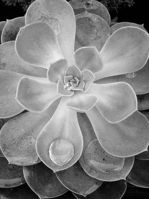 'Echeveria with Water Droplets.'