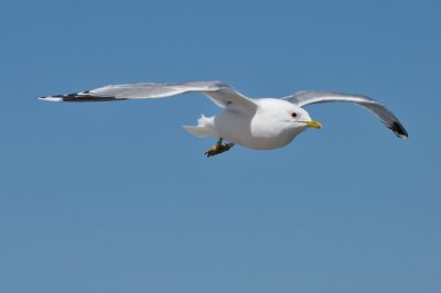 Möwen - Seagulls
