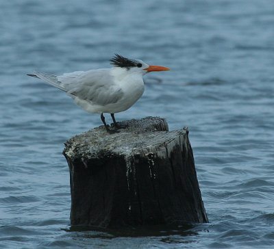 Texas.Royal Tern07 172_1.jpg