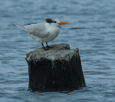 Texas.Royal Tern07 173_1.jpg
