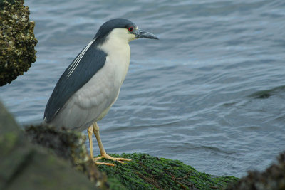 Black Crowned Night Heron