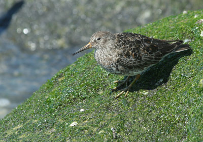 purple_sandpiper