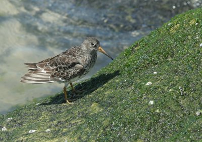 IMG_0806_Purple Sandpiper-1.jpg