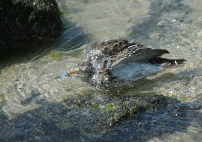 IMG_0827_Purple Sandpiper-1.jpg