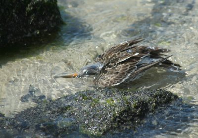 IMG_0835_Purple Sandpiper-1.jpg