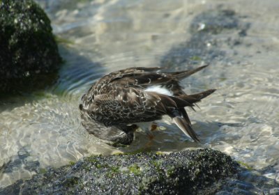 IMG_0838_Purple Sandpiper-1.jpg