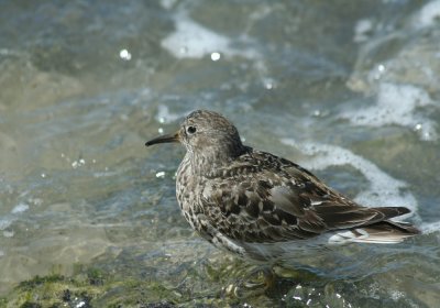 IMG_0846_Purple Sandpiper-1.jpg