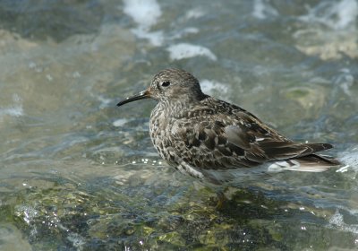 IMG_0847_Purple Sandpiper-1.jpg