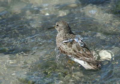 IMG_0858_Purple Sandpiper-1.jpg