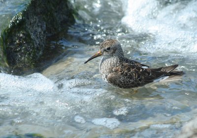 IMG_0874_Purple Sandpiper-1.jpg