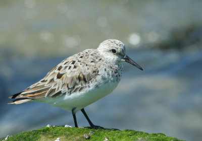 IMG_0727_Sanderling-1.jpg