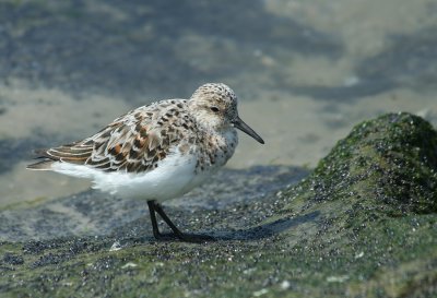 IMG_0957_Sanderling-1.jpg