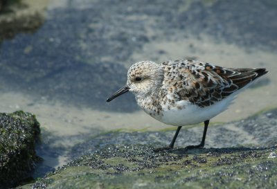 IMG_0967_Sanderling-1.jpg