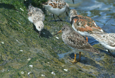 IMG_0877_Purple Sandpiper-1.jpg