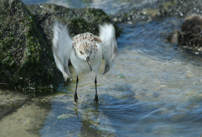 IMG_1001_Sanderling-1.jpg