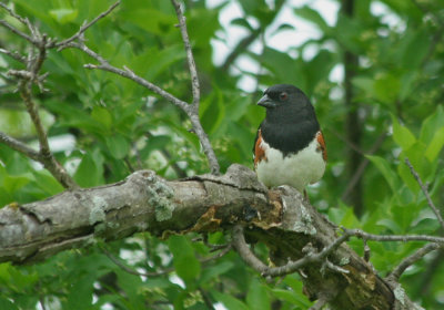 IMG_1257_Eastern Towhee-1.jpg