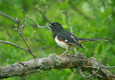 IMG_1265_Eastern Towhee-1.jpg