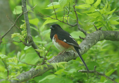 IMG_1295_Eastern Towhee-1.jpg