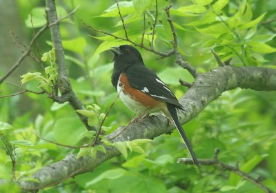 IMG_1296_Eastern Towhee-1.jpg
