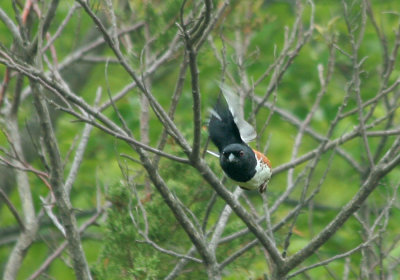 IMG_1198_Eastern Towhee-1.jpg