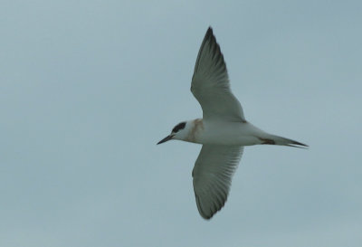 Birding7.10 083_Forsters Tern juvenile-1.jpg