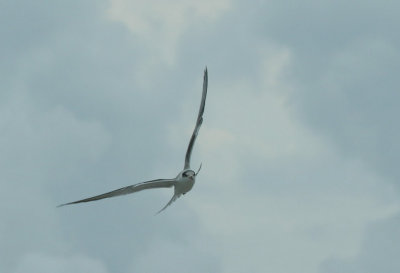 Birding7.10 103_Forsters Tern Juvenile-1.jpg