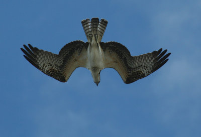 9.10 105_Ospery-1.jpg
