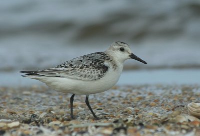 9.10 045_Sanderling-1.jpg
